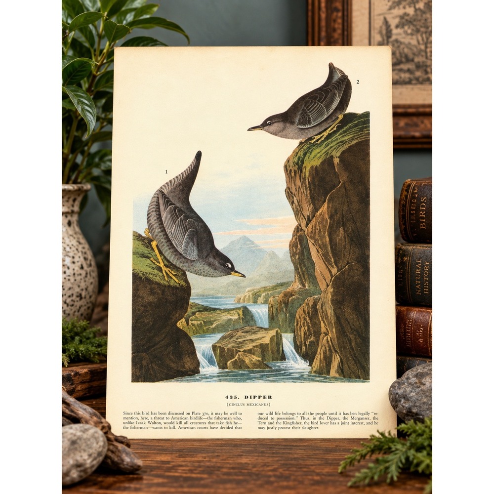 1941 Vintage Dipper Print American Bird Art Illustration Audubon Coastal
